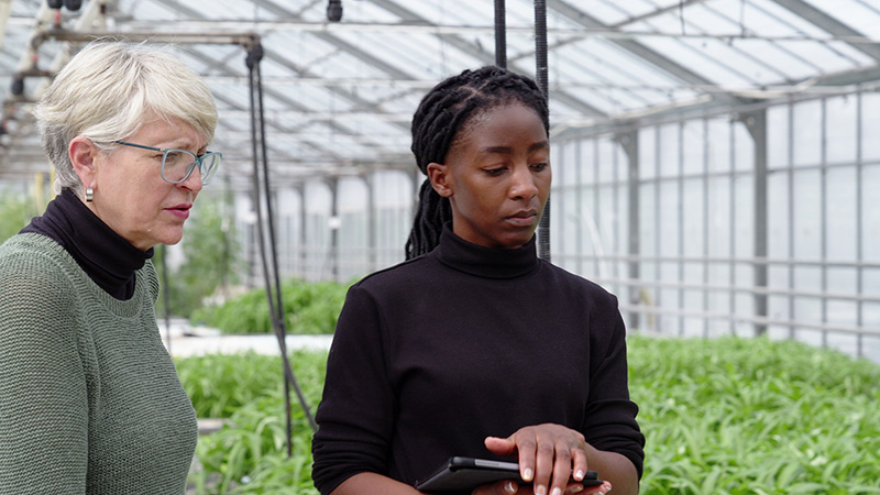 Two women, one with a digital tablet, are attentively inspecting plants in a greenhouse filled with rows of greenery.